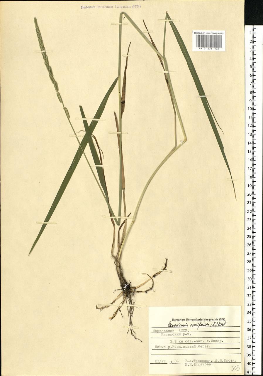 Арундо тростниковый Вариегата