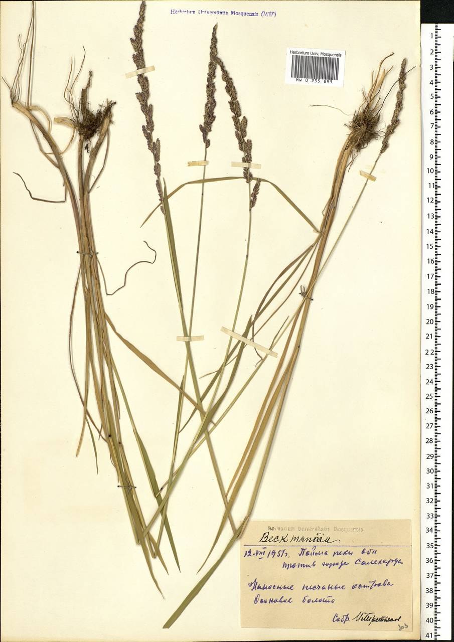 Цинна широколистная