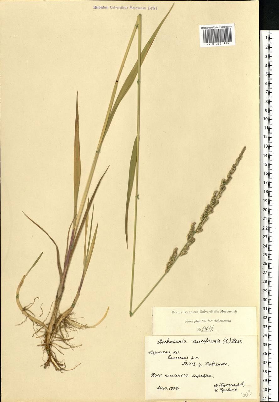 Бекмания обыкновенная