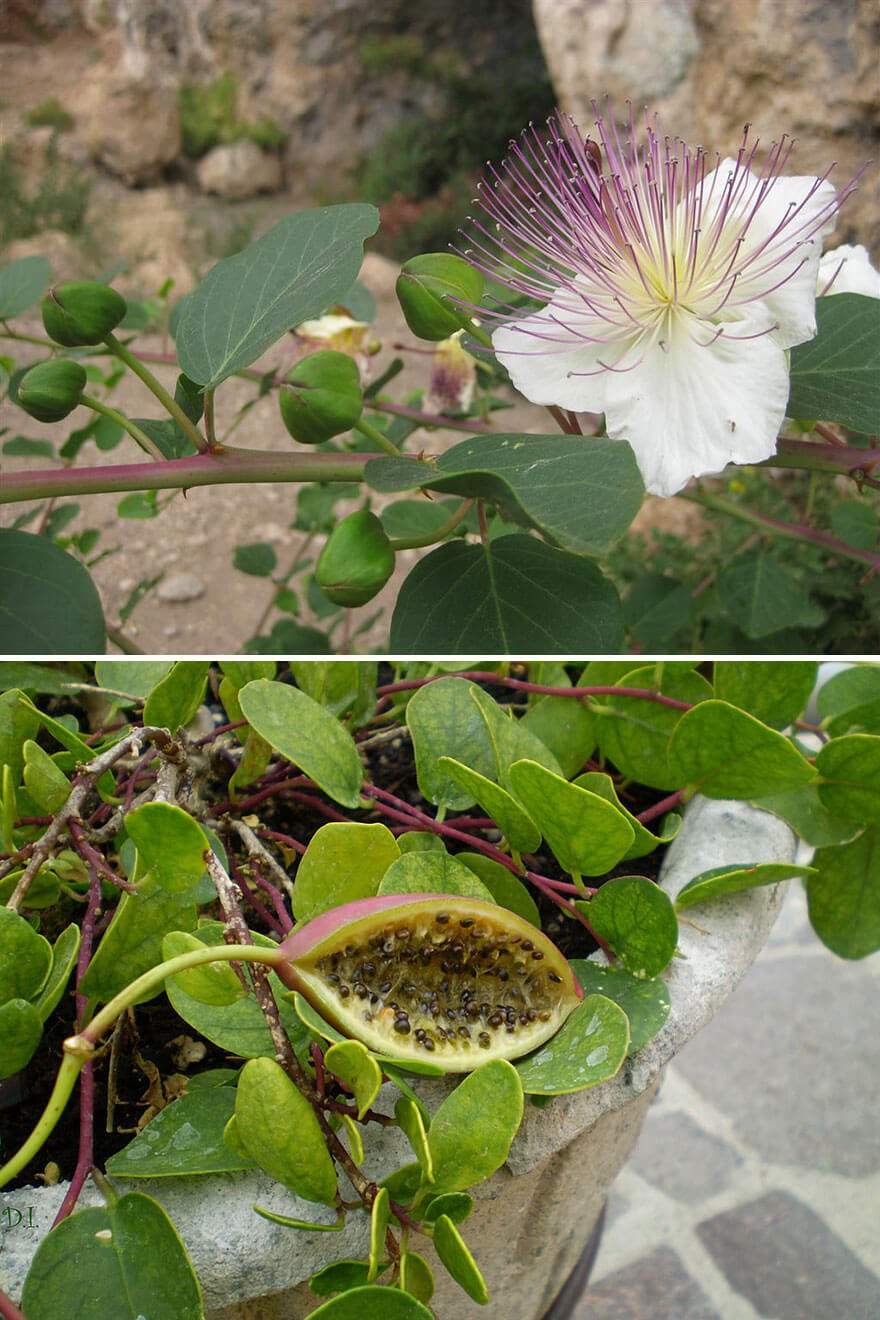 Каперсы цветение