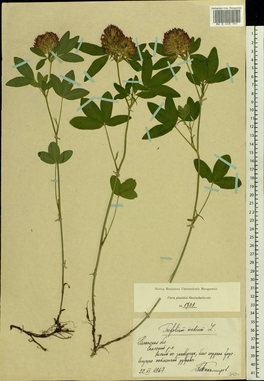 Клевер Луговой Фармакогнозия