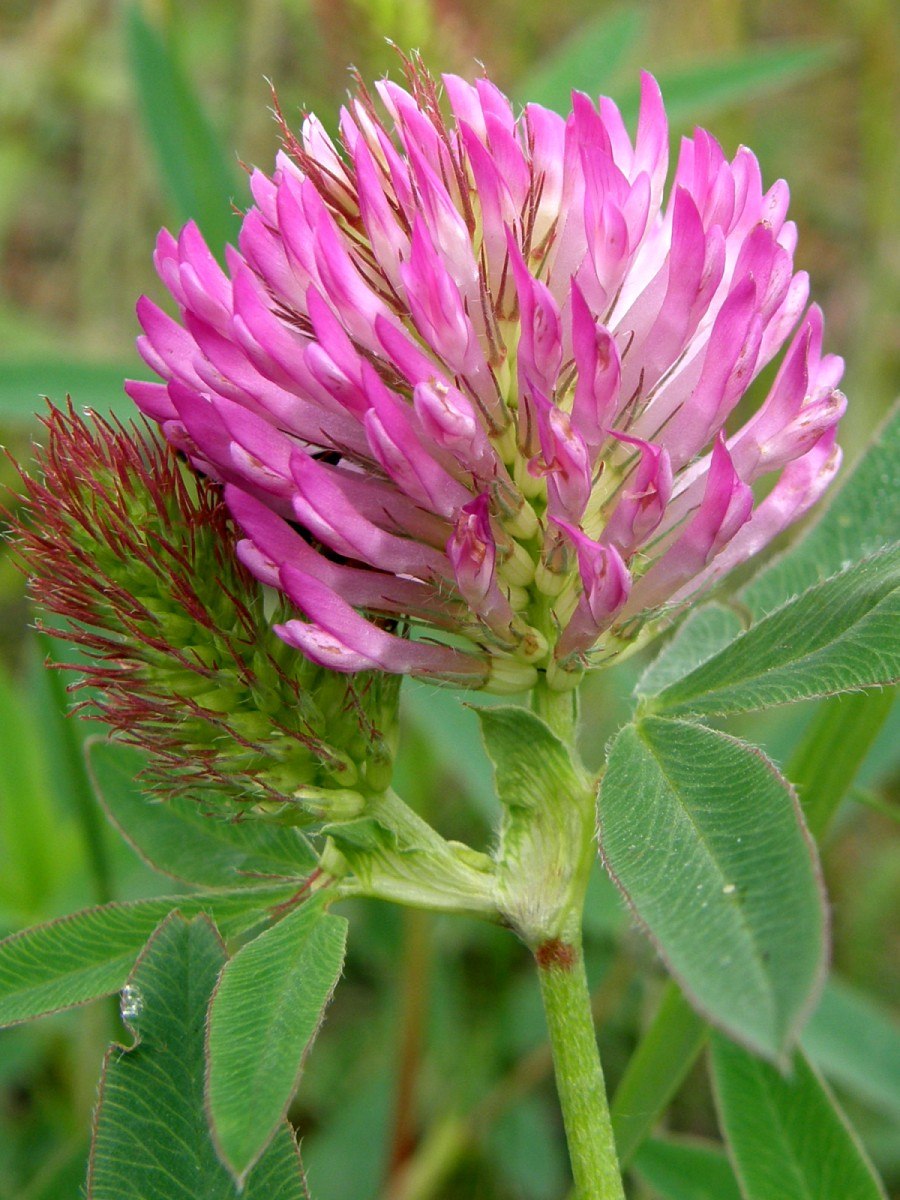 Луговой Клевер и душица