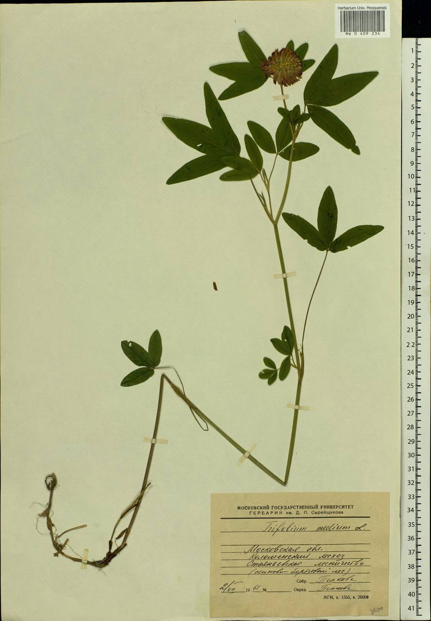 Клевер средний