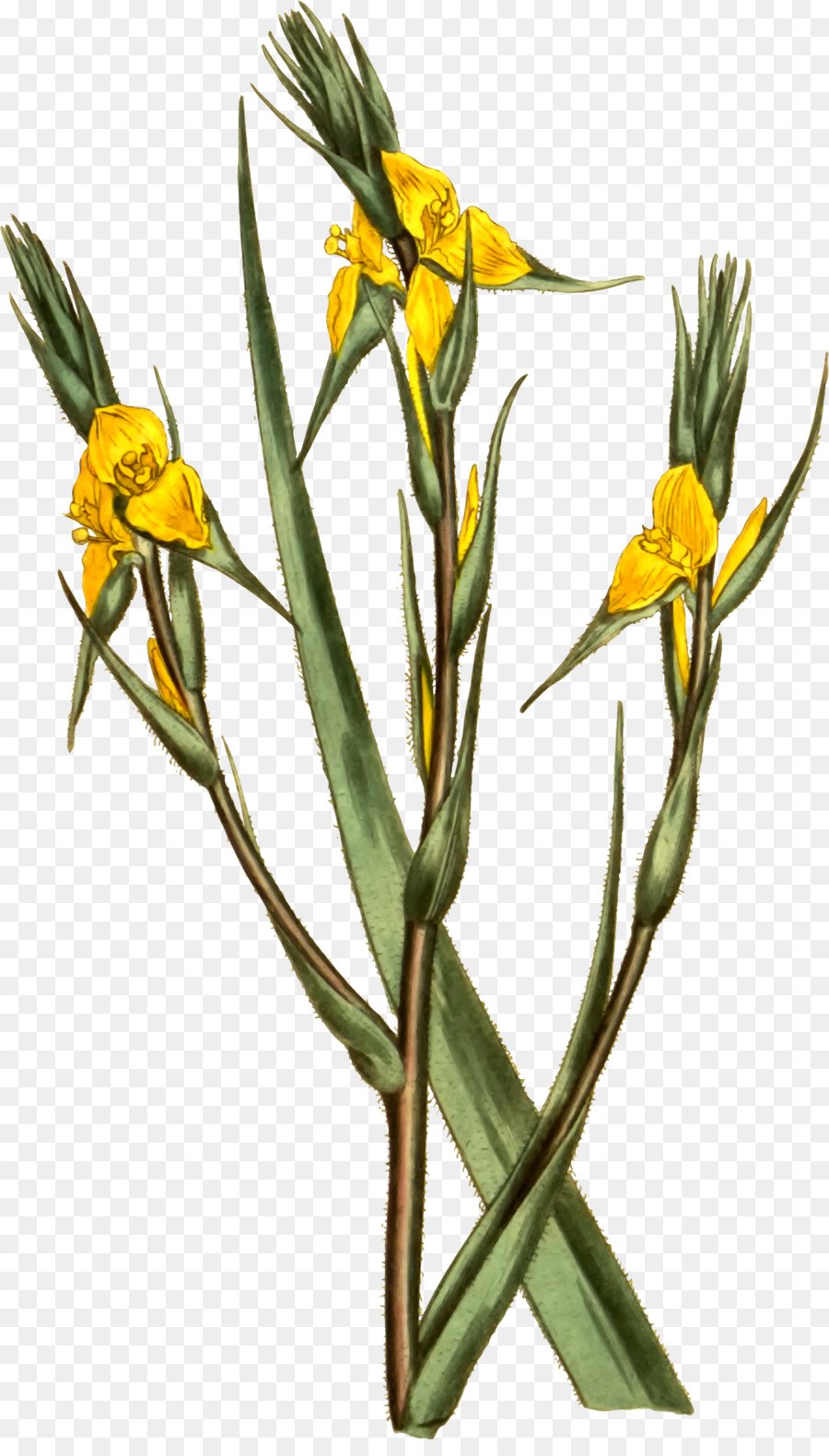 Традесканция сидерасис