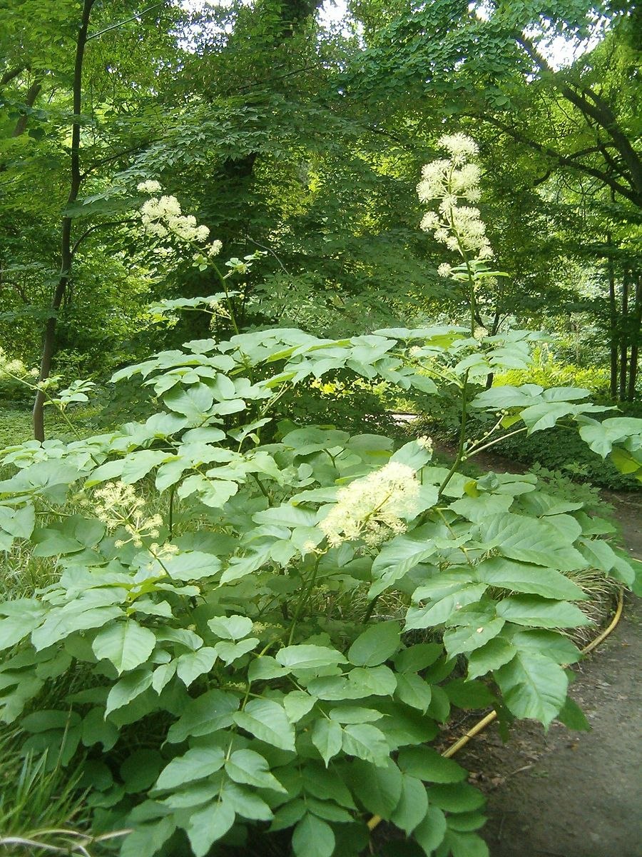 Aralia nudicaulis