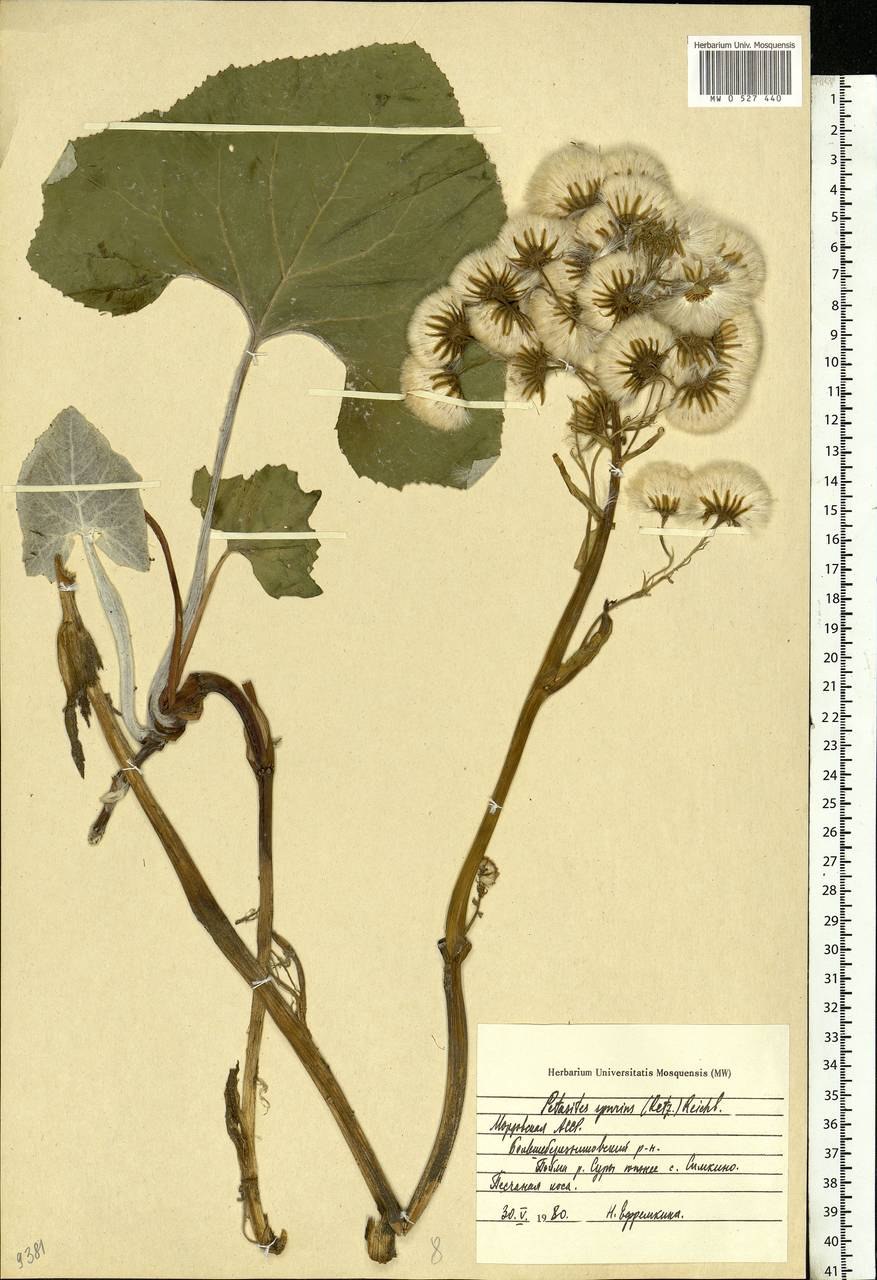 Белокопытник ложный Petasites spurius Retz.