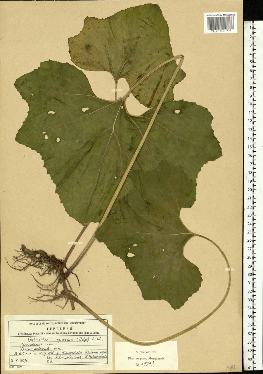 Белокопытник гладкий