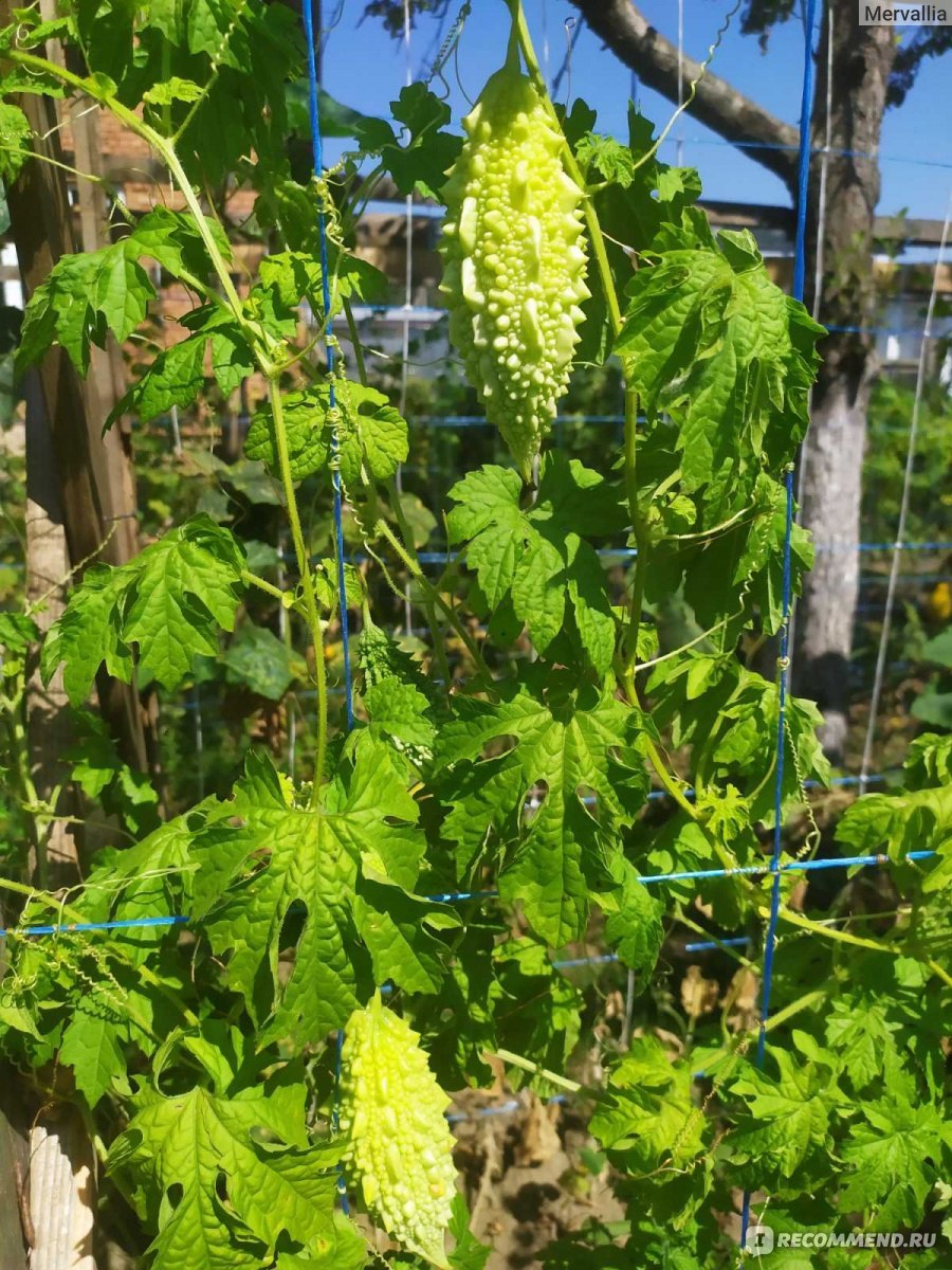 Горькая дыня момордика