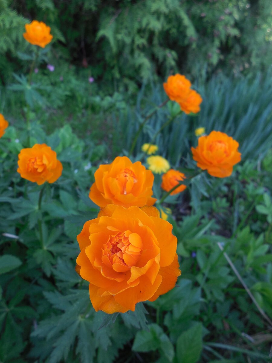 Купальница Orange Triumph