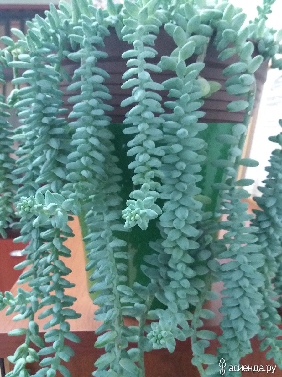 Очиток Моргана композиция