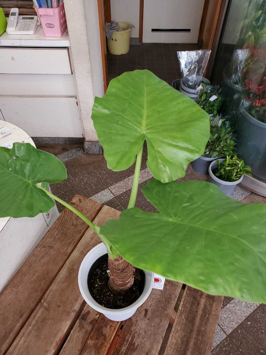 Алоказия макрориза