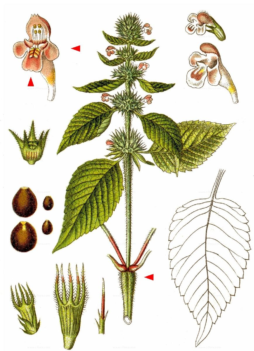 Pteridophyllum racemosum Птеридофиллум кистевидный