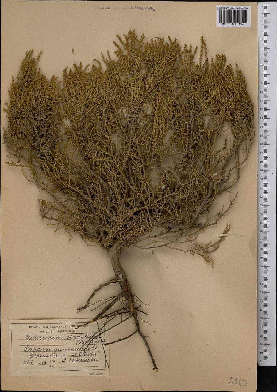 Растение Suaeda physophora