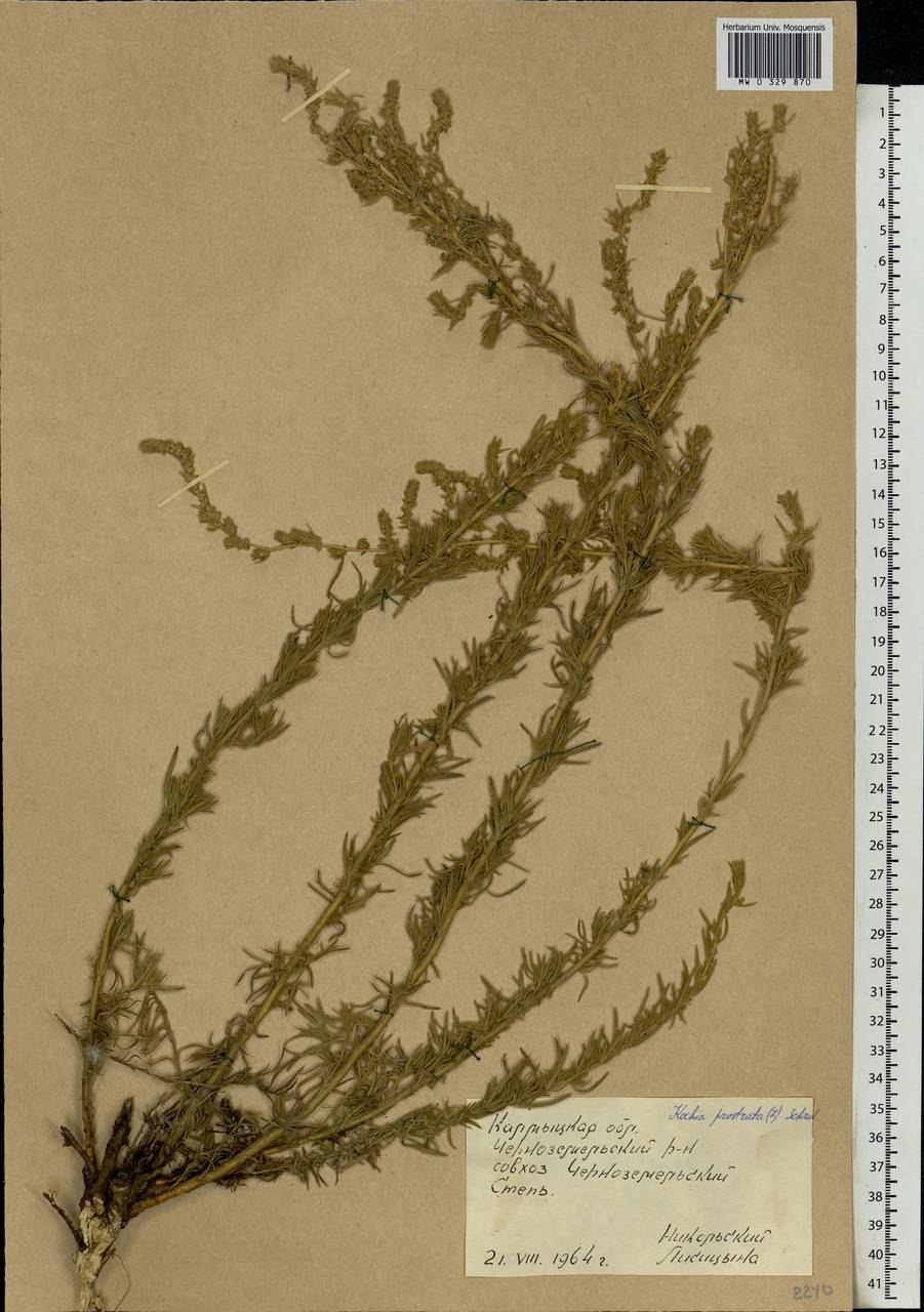 Сарсазан шишковатый