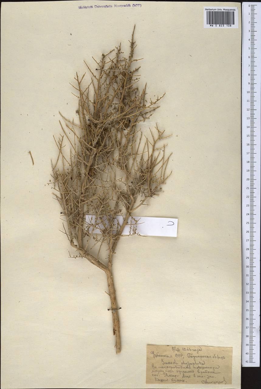 Солерос травянистый Salicornia herbacea