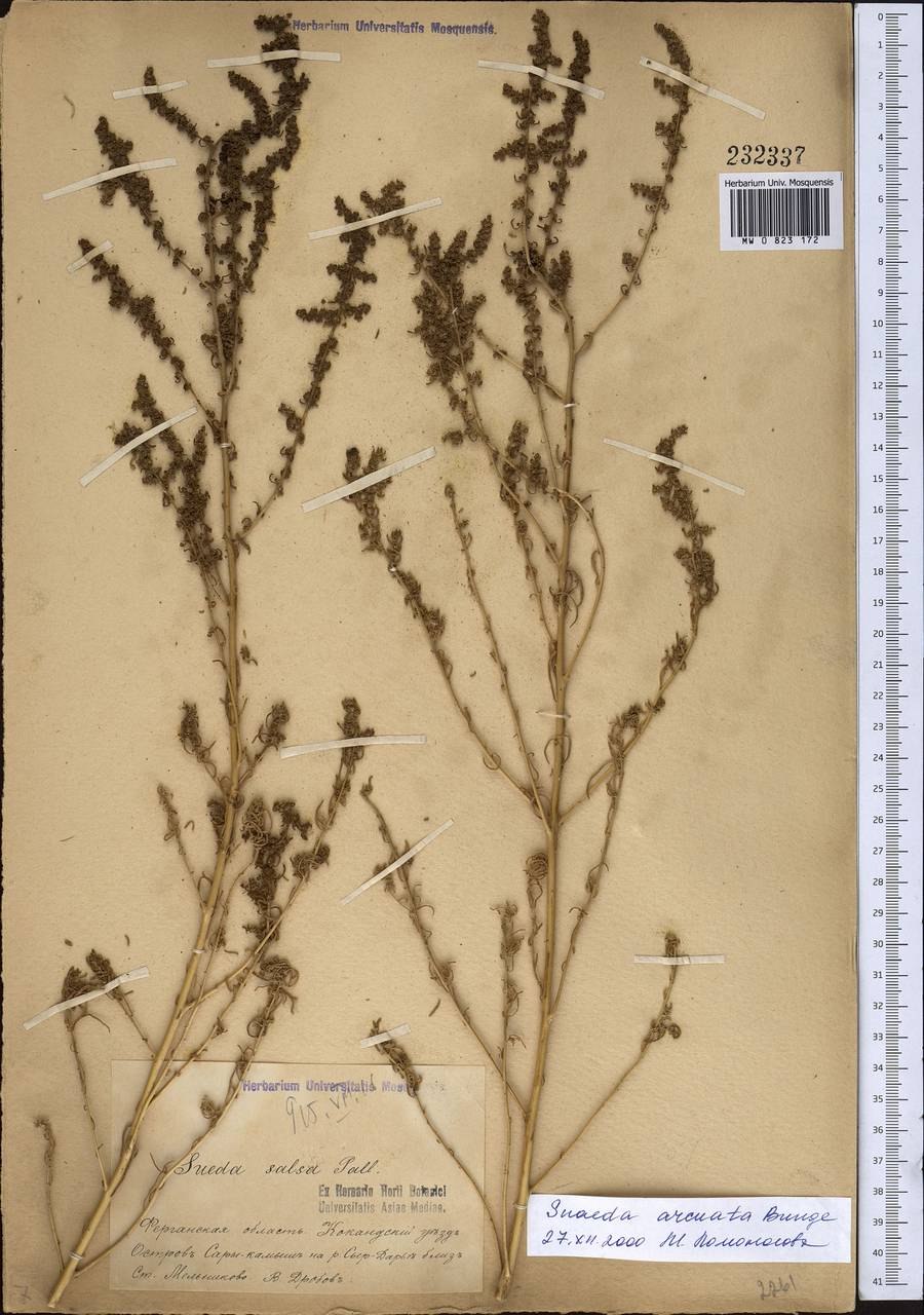 Солянка Дагестанская растение