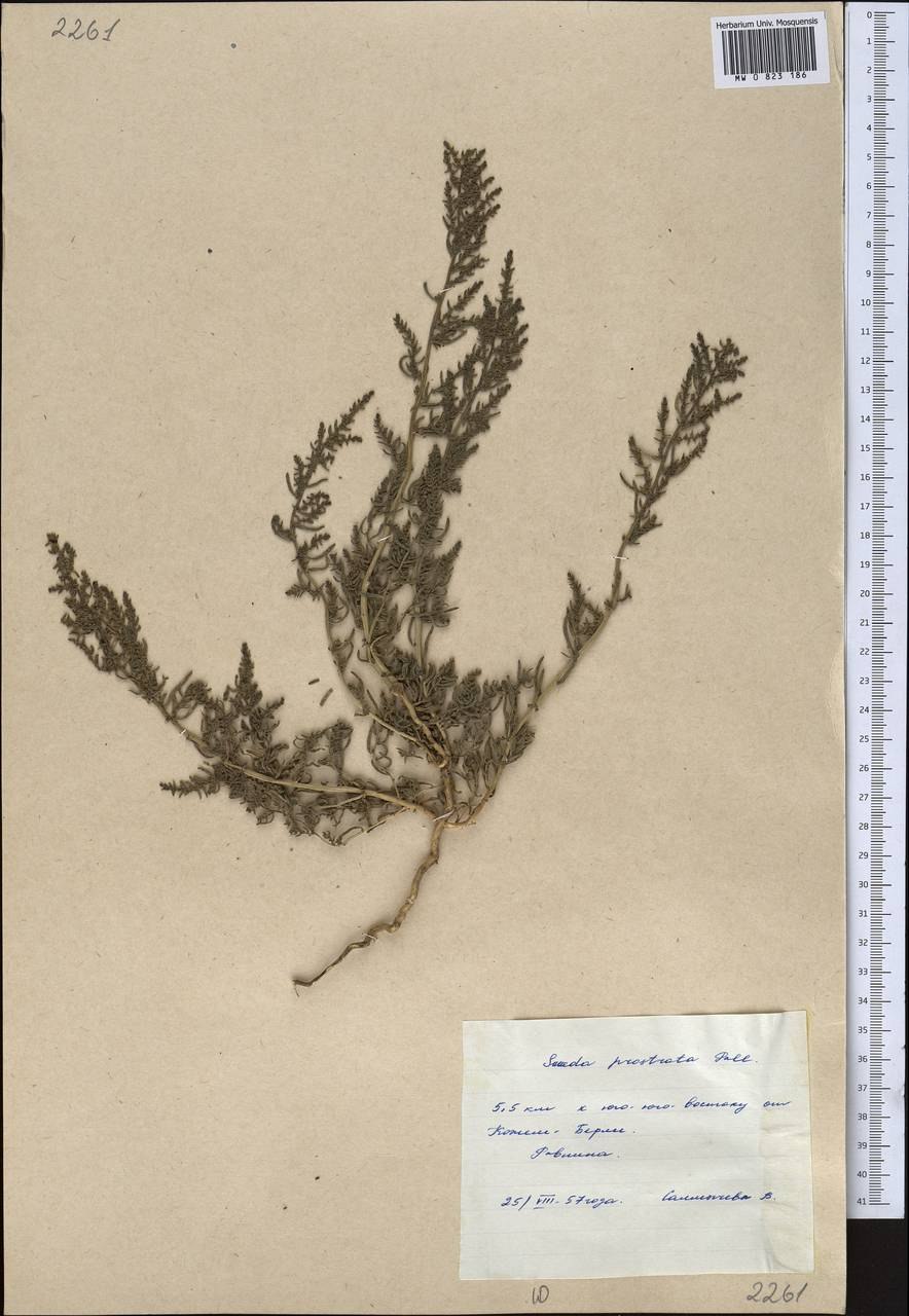 СВЕДА (Suaeda),