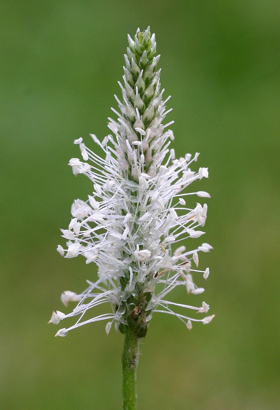 Подорожник Psyllium