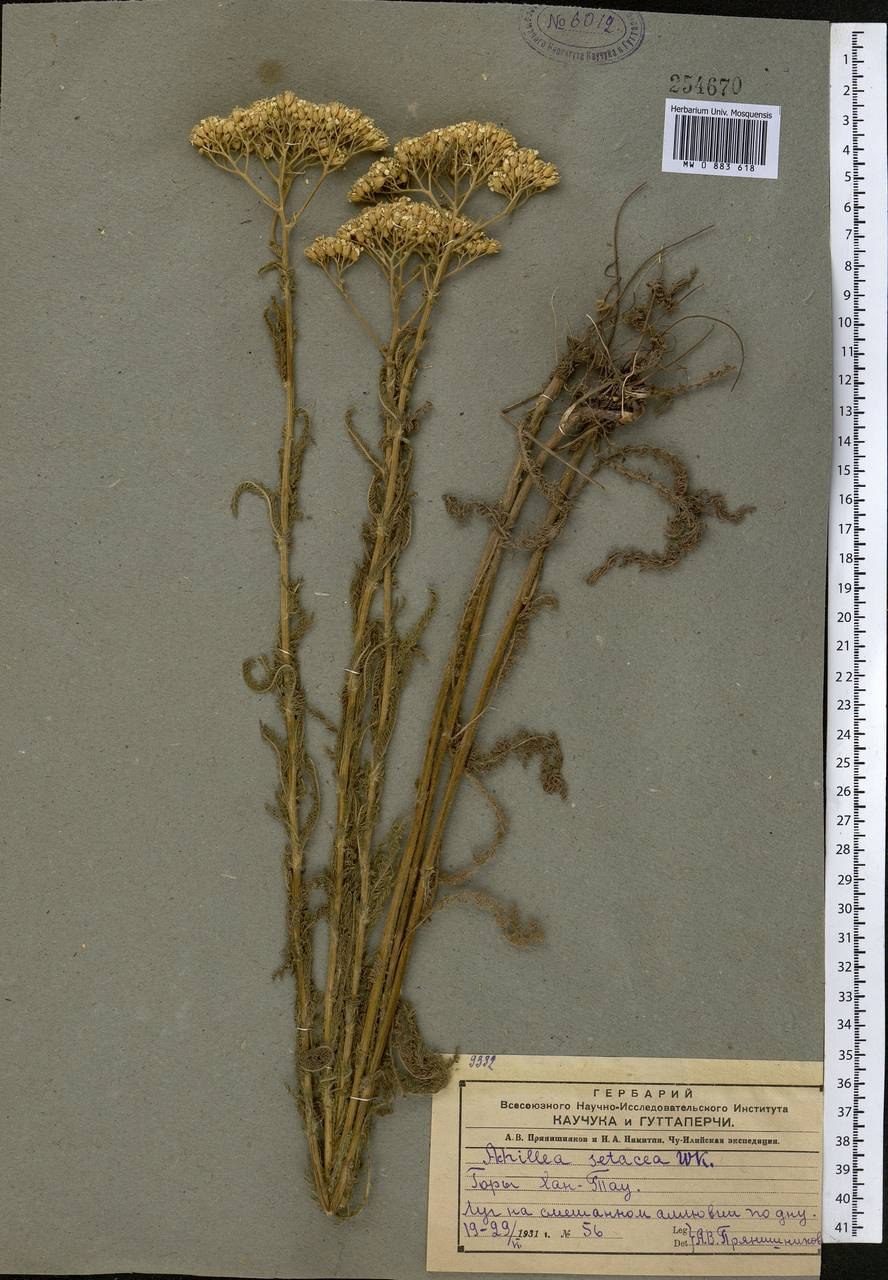 Тысячелистник щетинистый