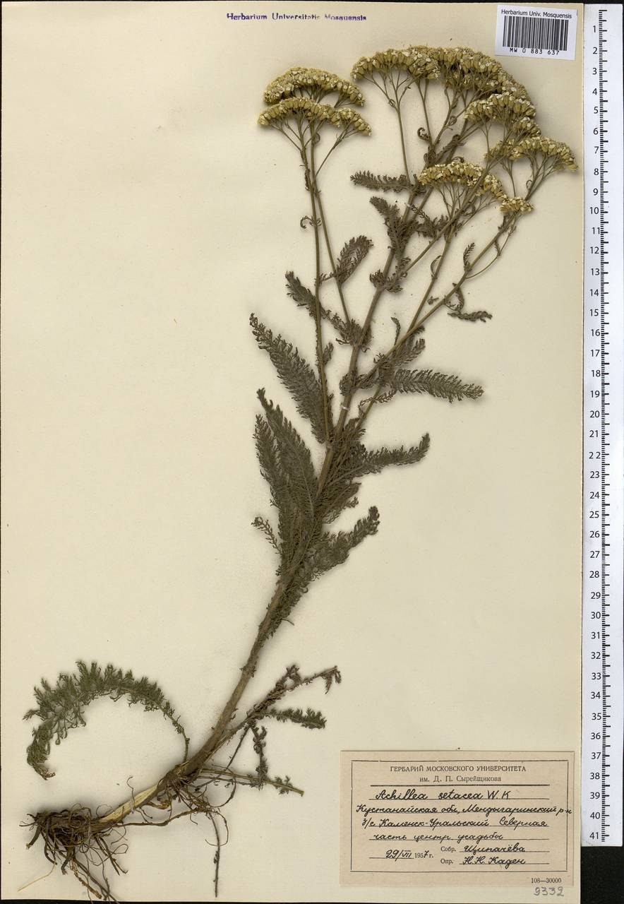 Тысячелистник фиолетовый