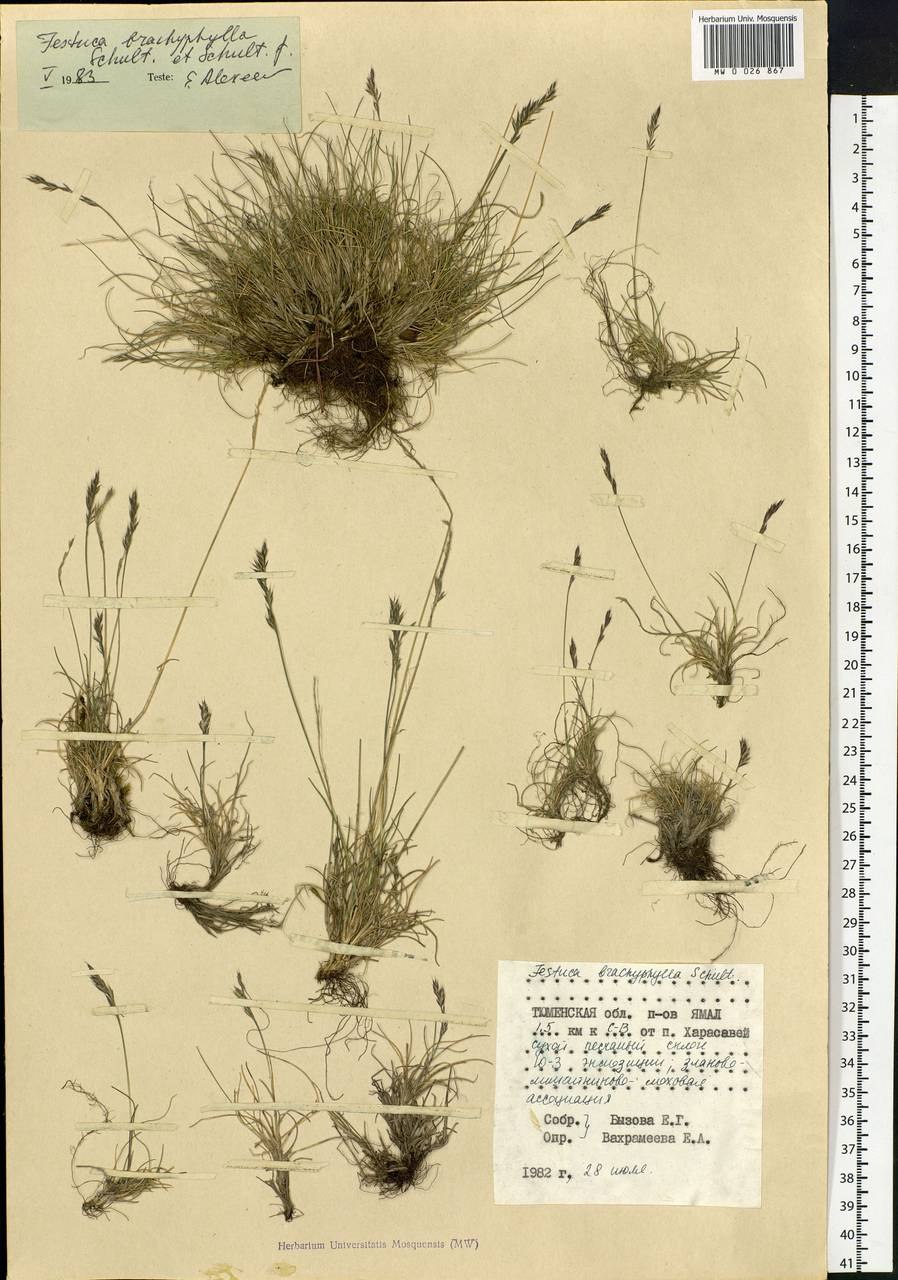 Овсяница Арктическая (Ричардсона)