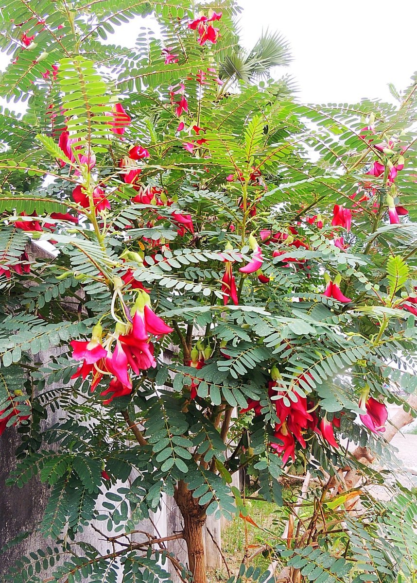 Сесбания грандифлора