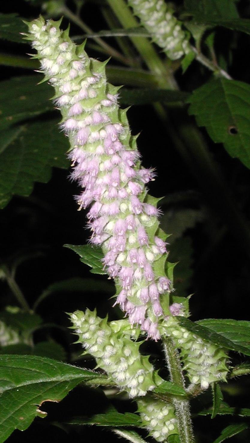 Эльсгольция Патрэна