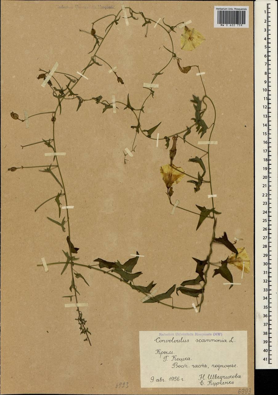 Какое корневище у вьюнка смолоносного