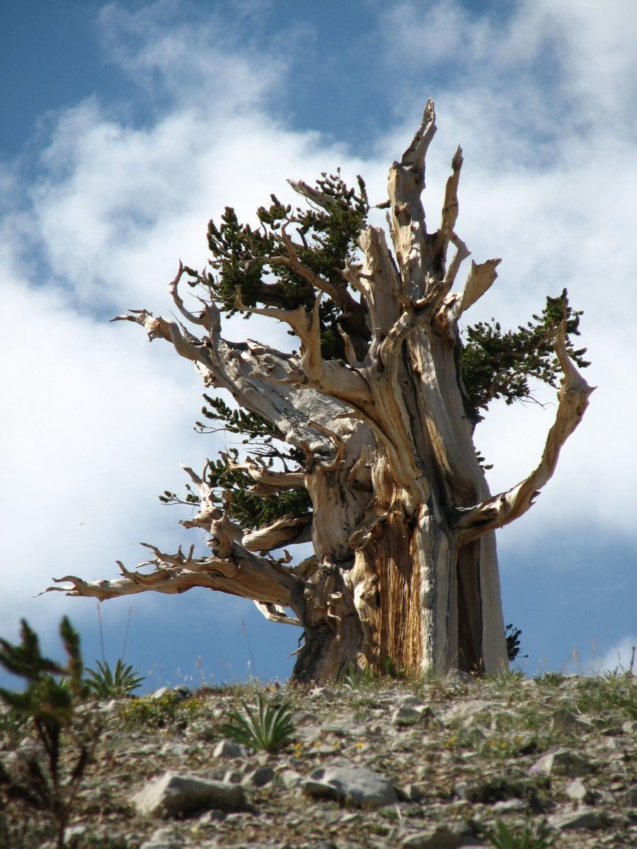 Сосна Мафусаил. Калифорния