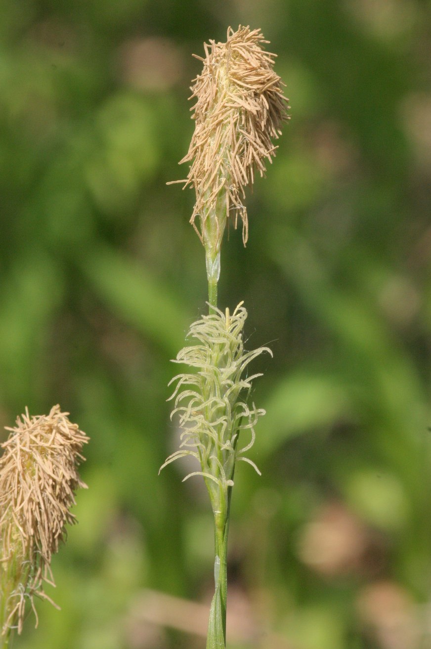 Осока буека