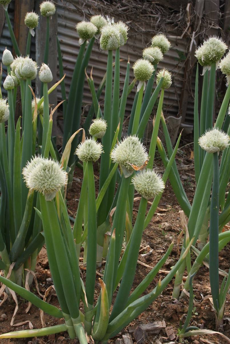 Аллиум, лук (Allium)