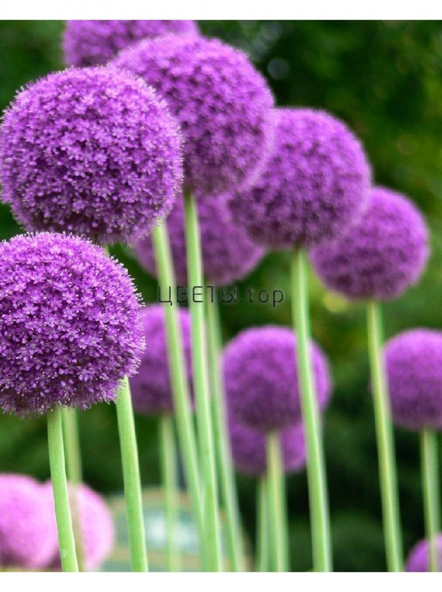 Лук-порей шалот