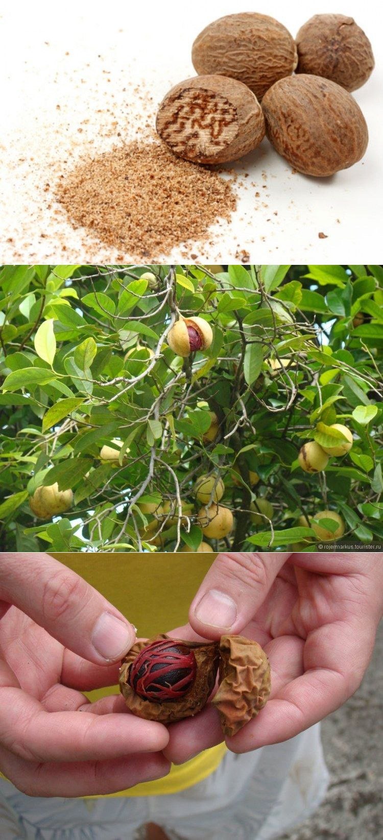 Мускатный орех (Myristica fragrans)