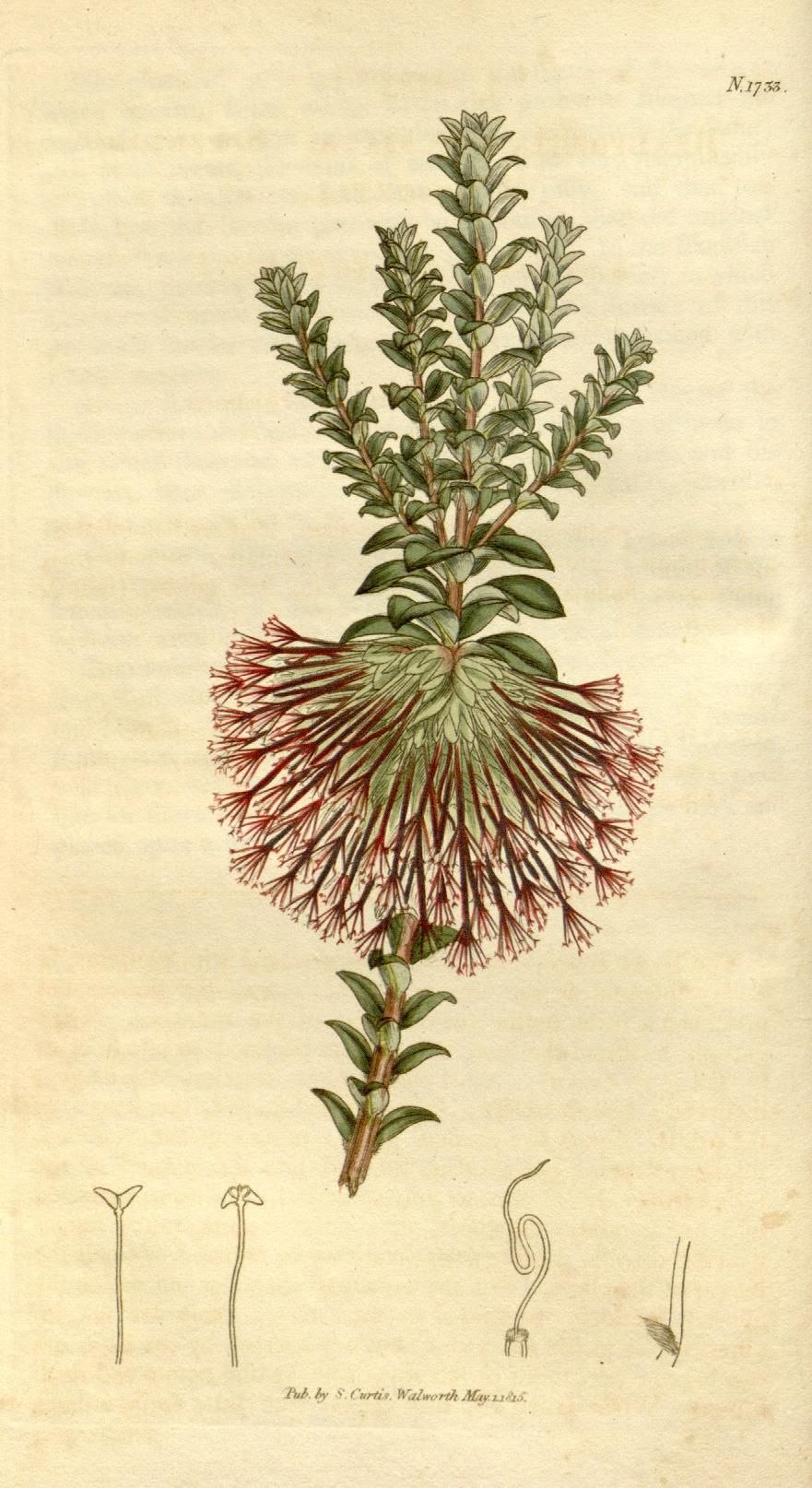 Цветок эвкалипта Ботаническая иллюстрация