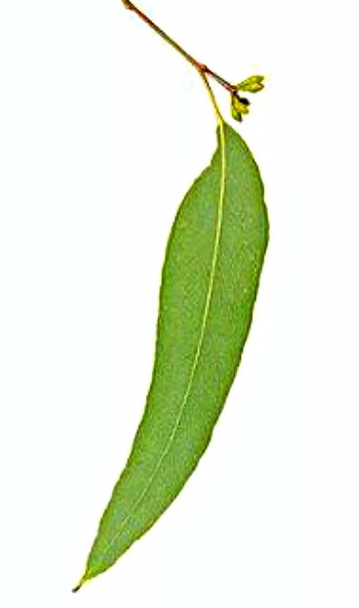 Эвкалипт Бриджесиана