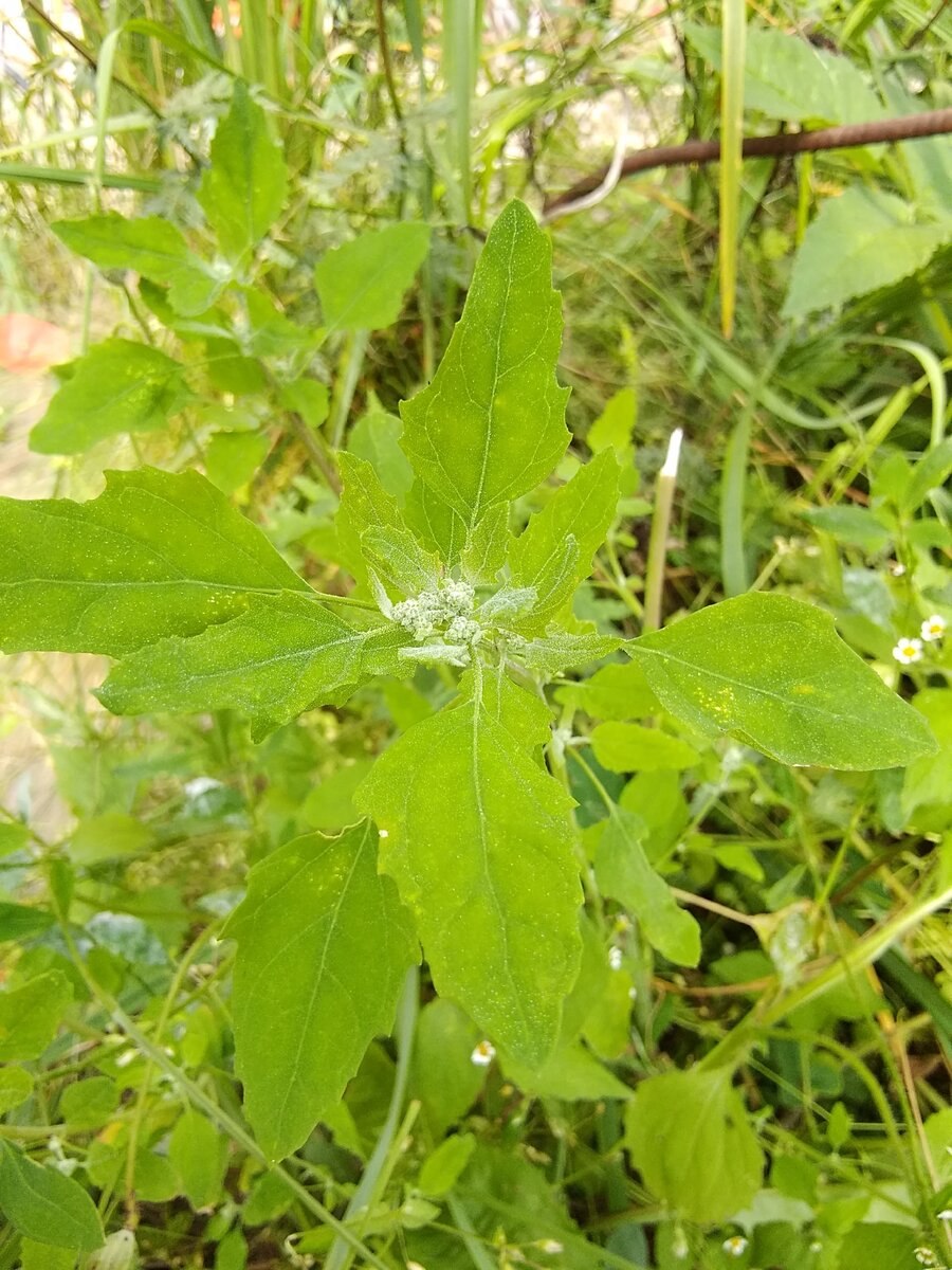 Марь белая (Chenopodium album l.)