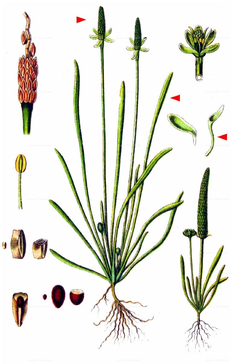 Мышехвостник маленький