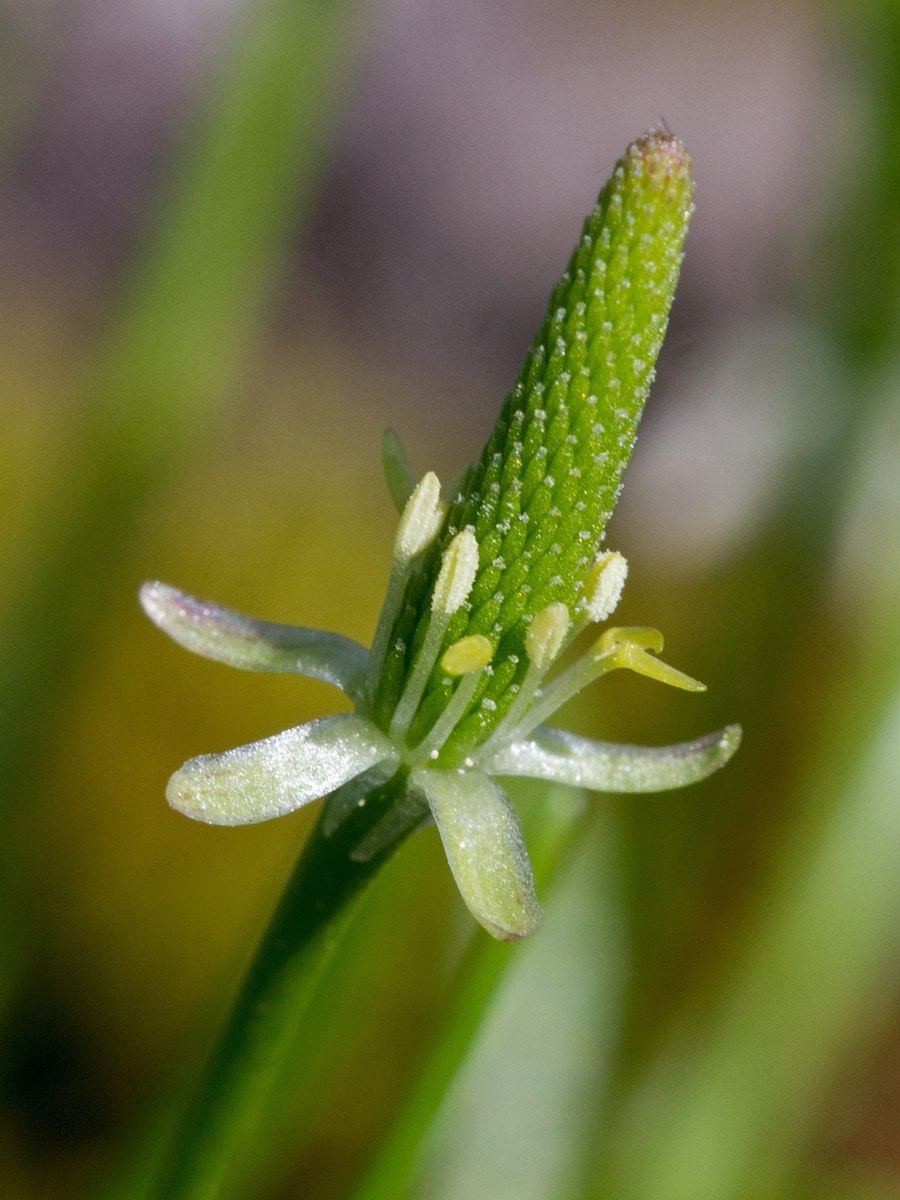 Мышехвостник маленький Плантариум
