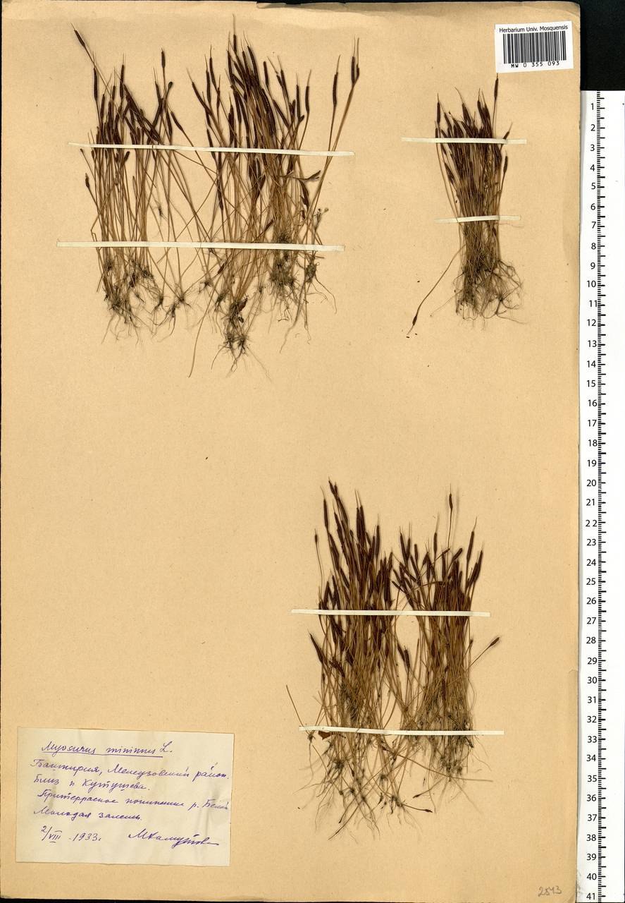 Горошек узколистный