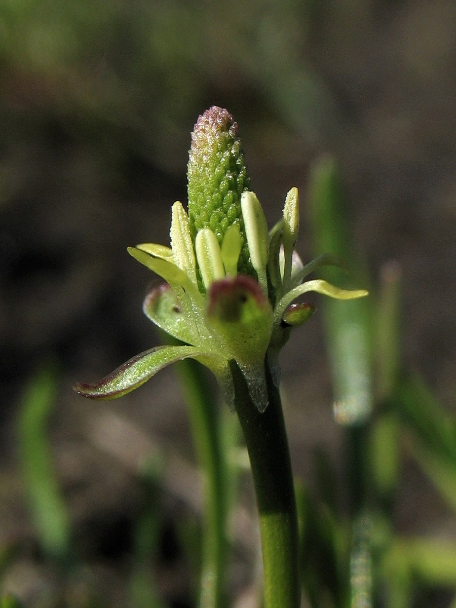 Мышехвостник маленький