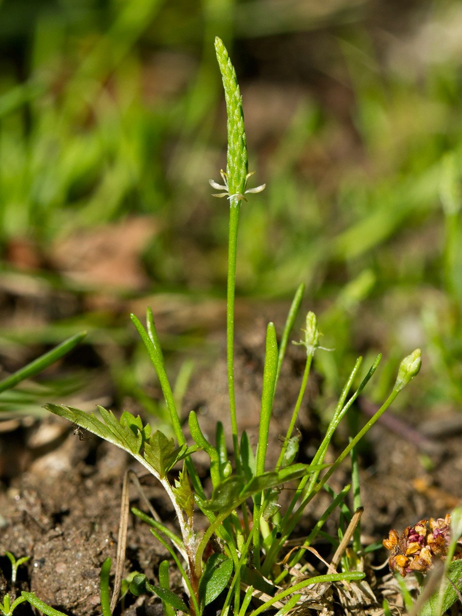 Мышехвостник маленький