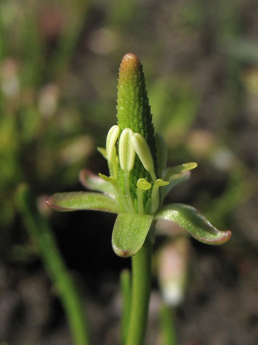 Мышехвостник растение