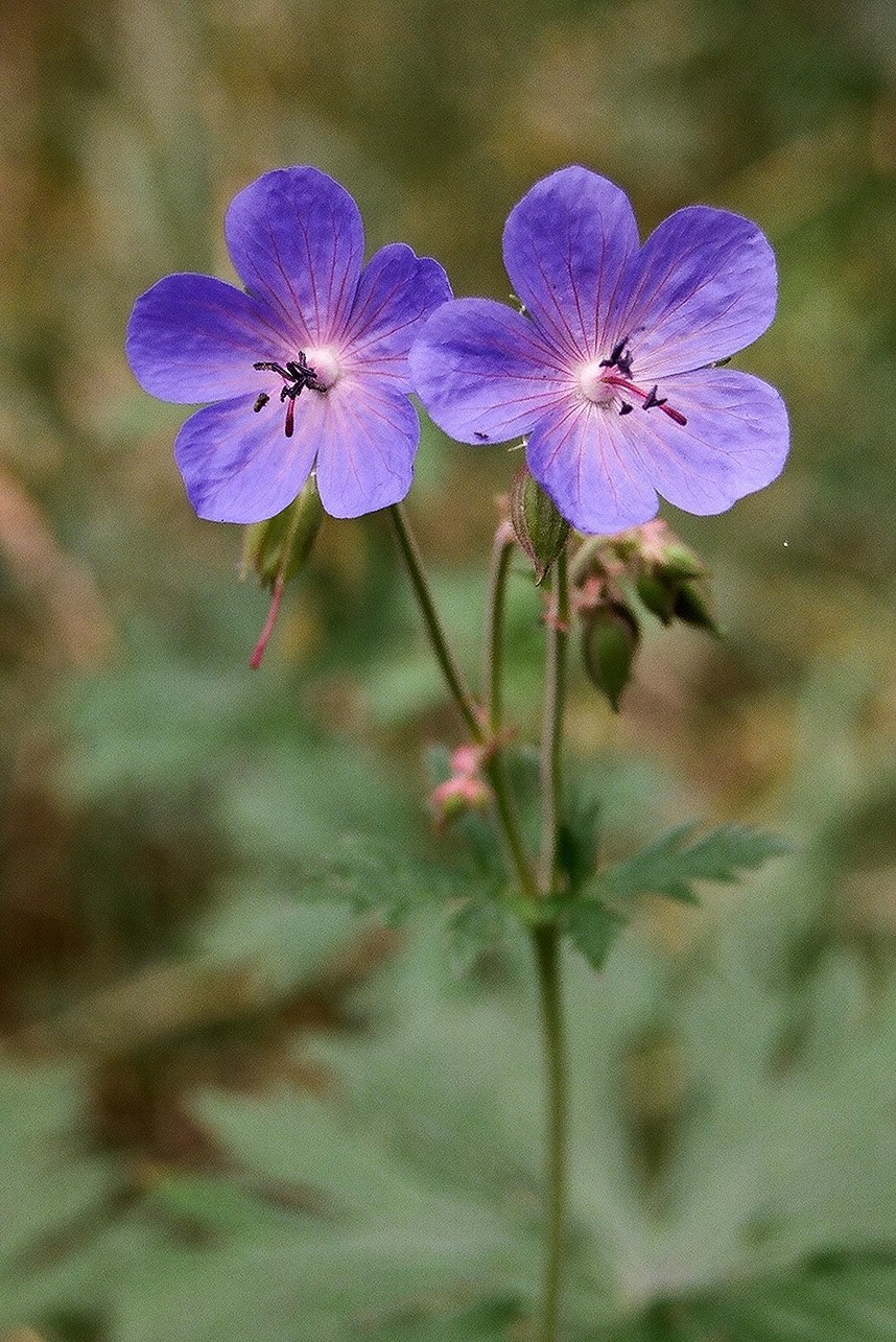Geranium sylvaticum