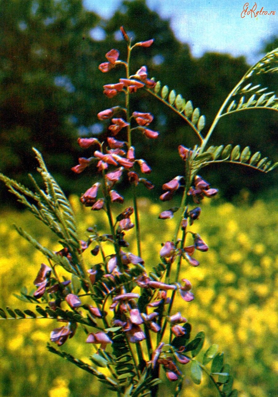 Сферофиза солонцовая