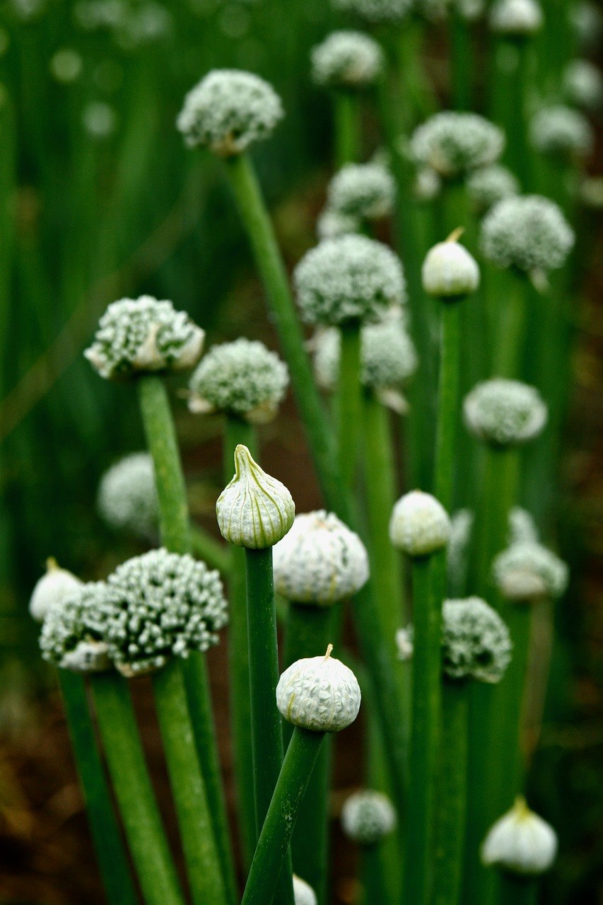 Морской лук ГФ