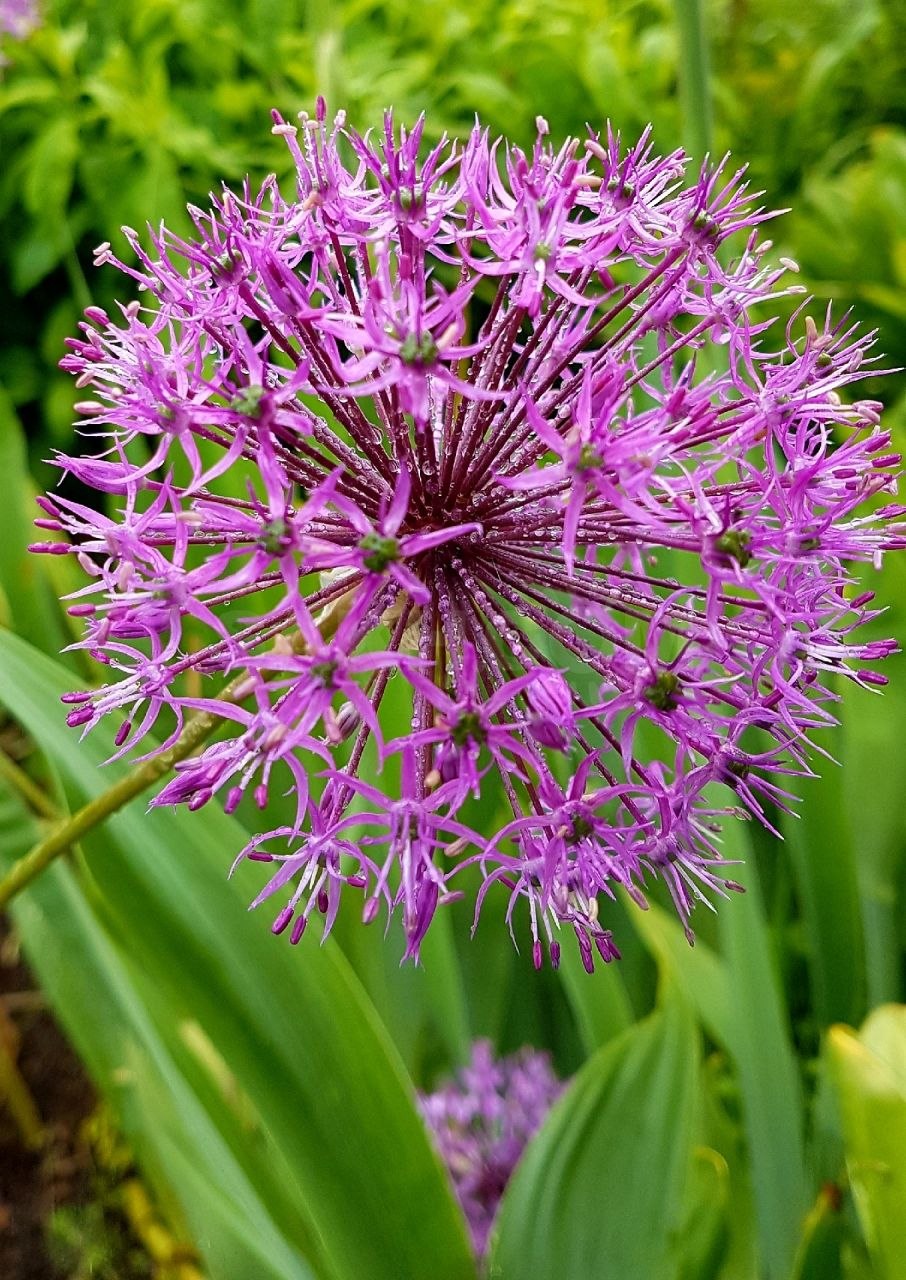 Морской лук Drímia marítima