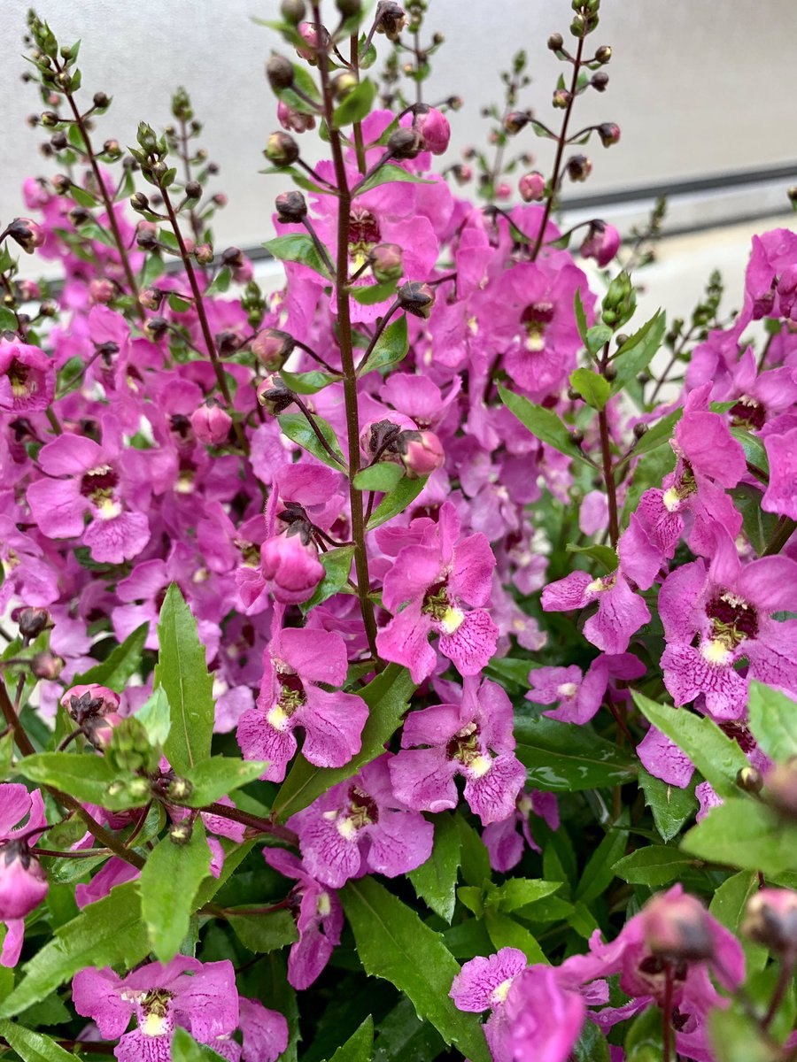 Ангелония Серенита