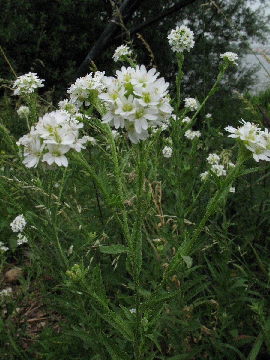 Икотник сорняк