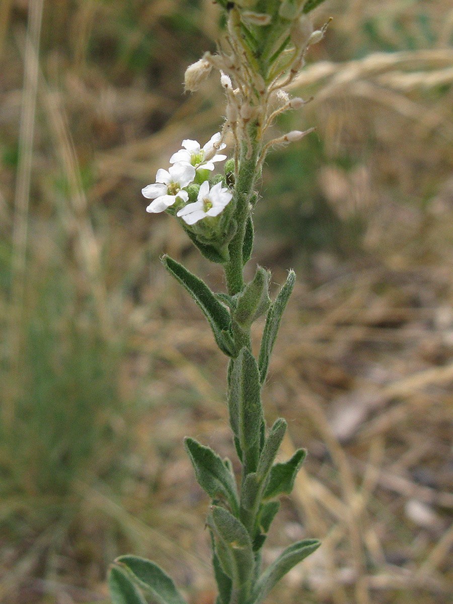 Икотник с белыми цветами