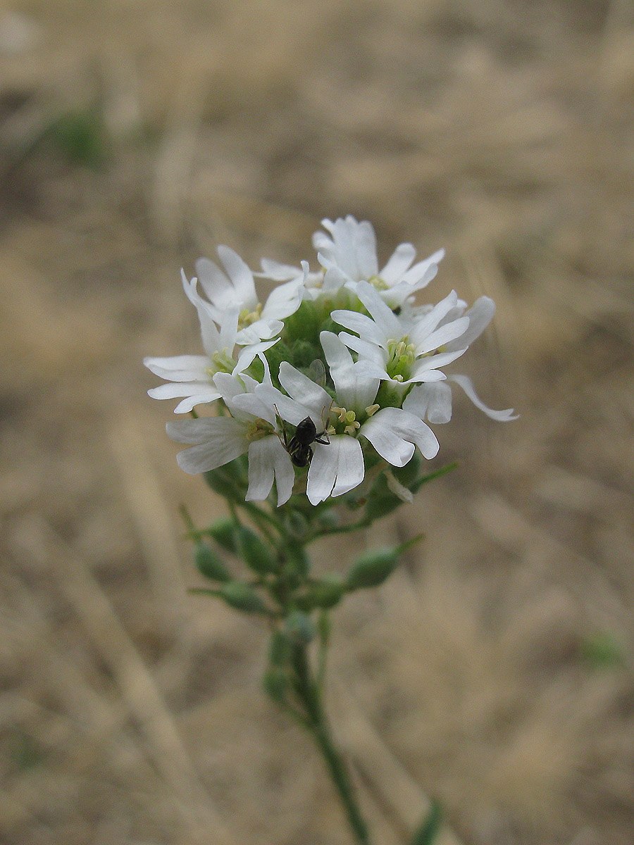 Икотник Бурачок
